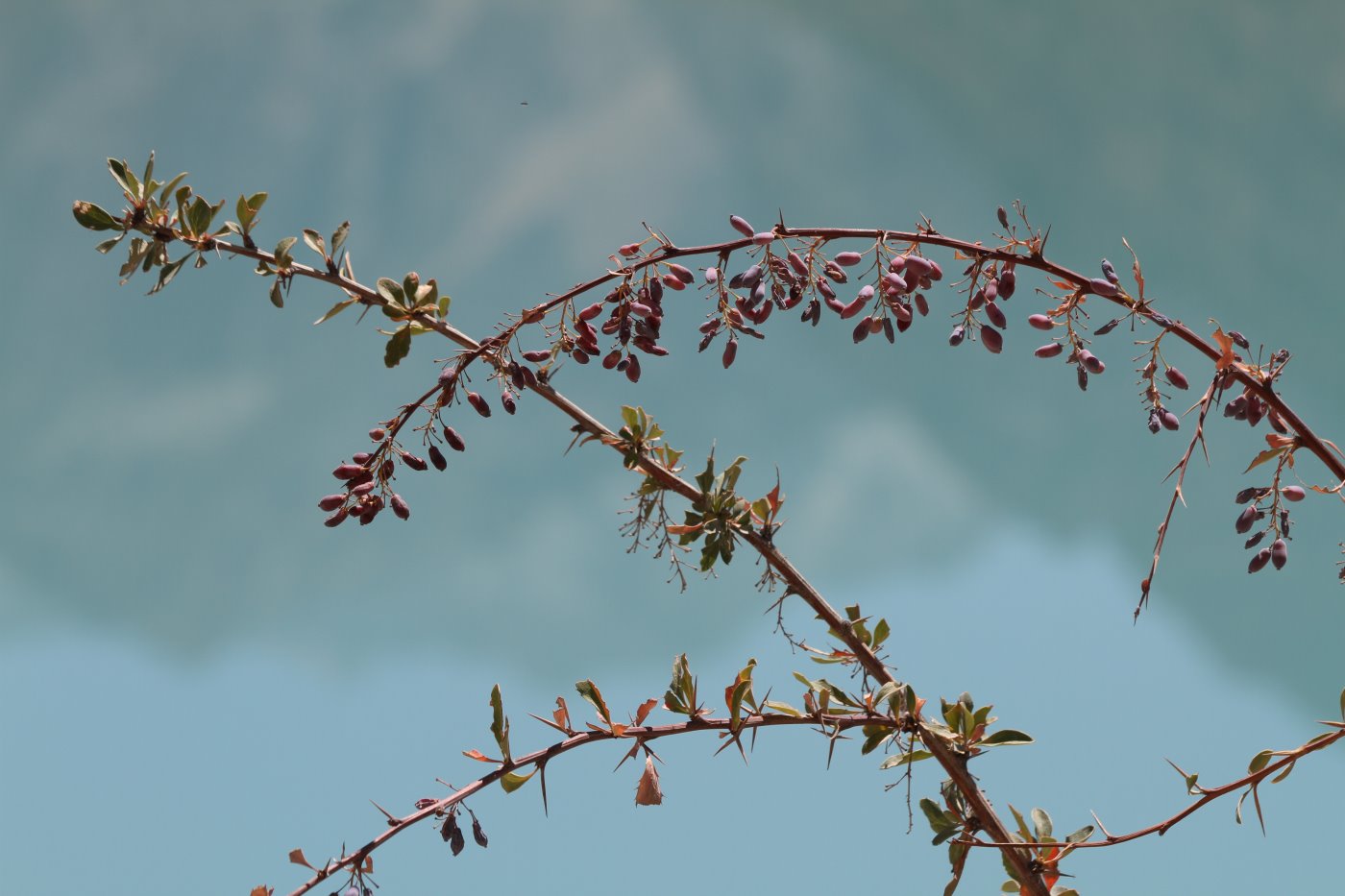 Image of Berberis integerrima specimen.