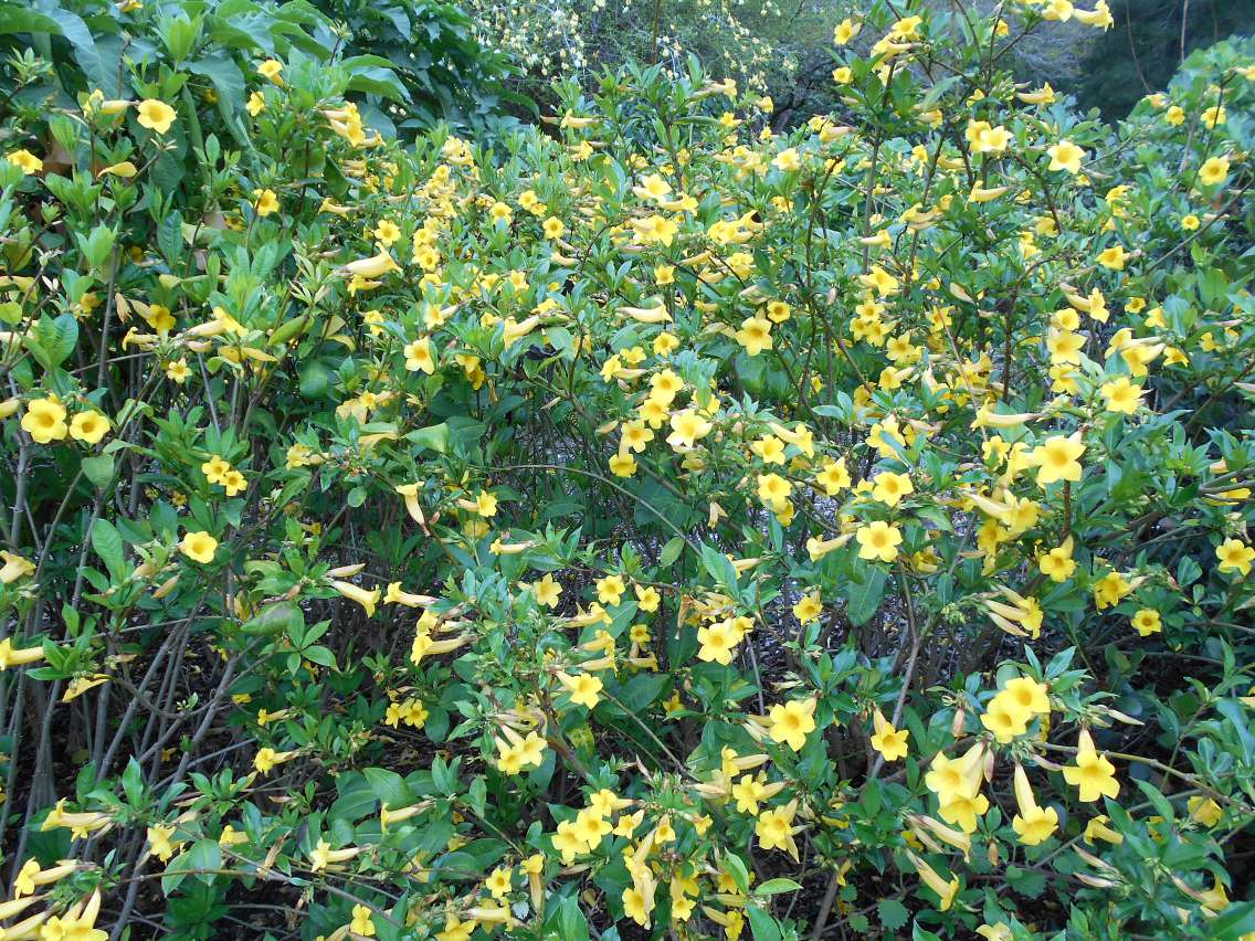 Image of Allamanda schottii specimen.