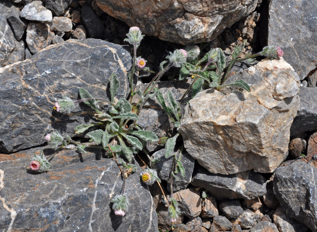 Изображение особи Erigeron amorphoglossus.