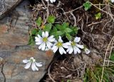 Cerastium polymorphum