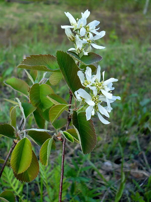 Image of Amelanchier alnifolia specimen.