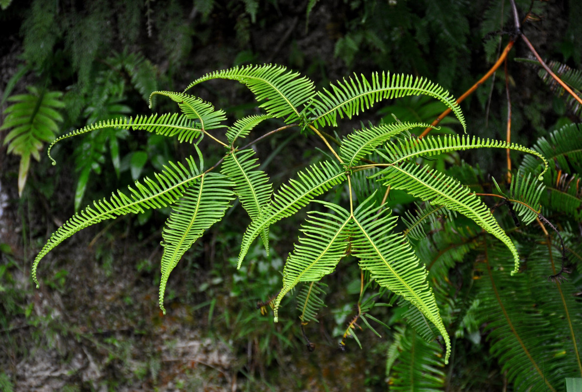 Изображение особи Dicranopteris linearis.