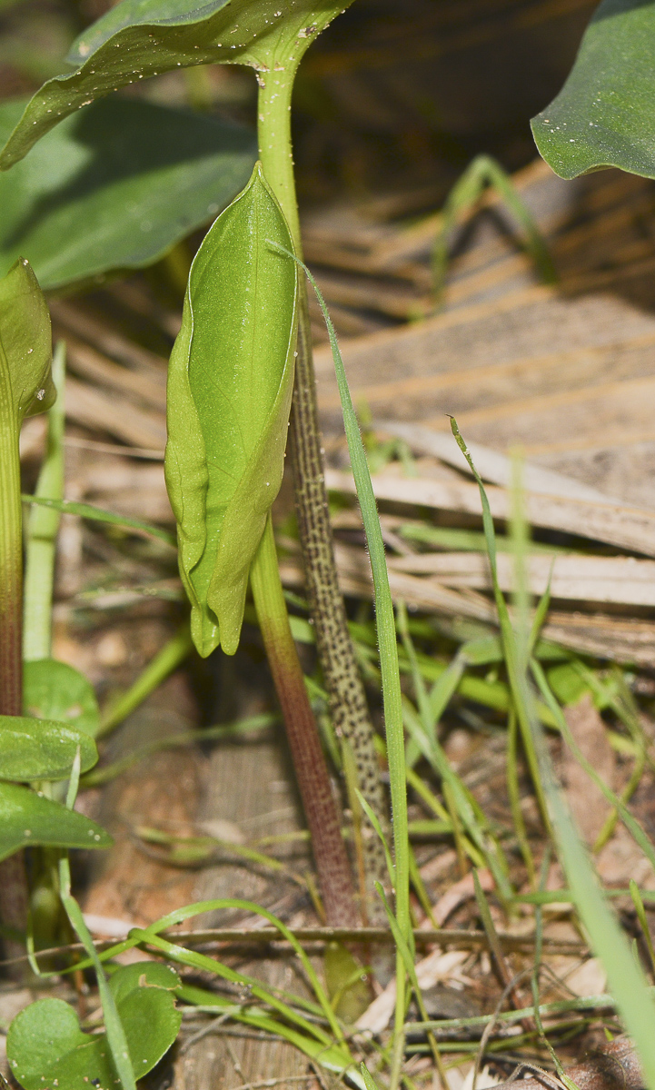 Изображение особи Arisarum vulgare.