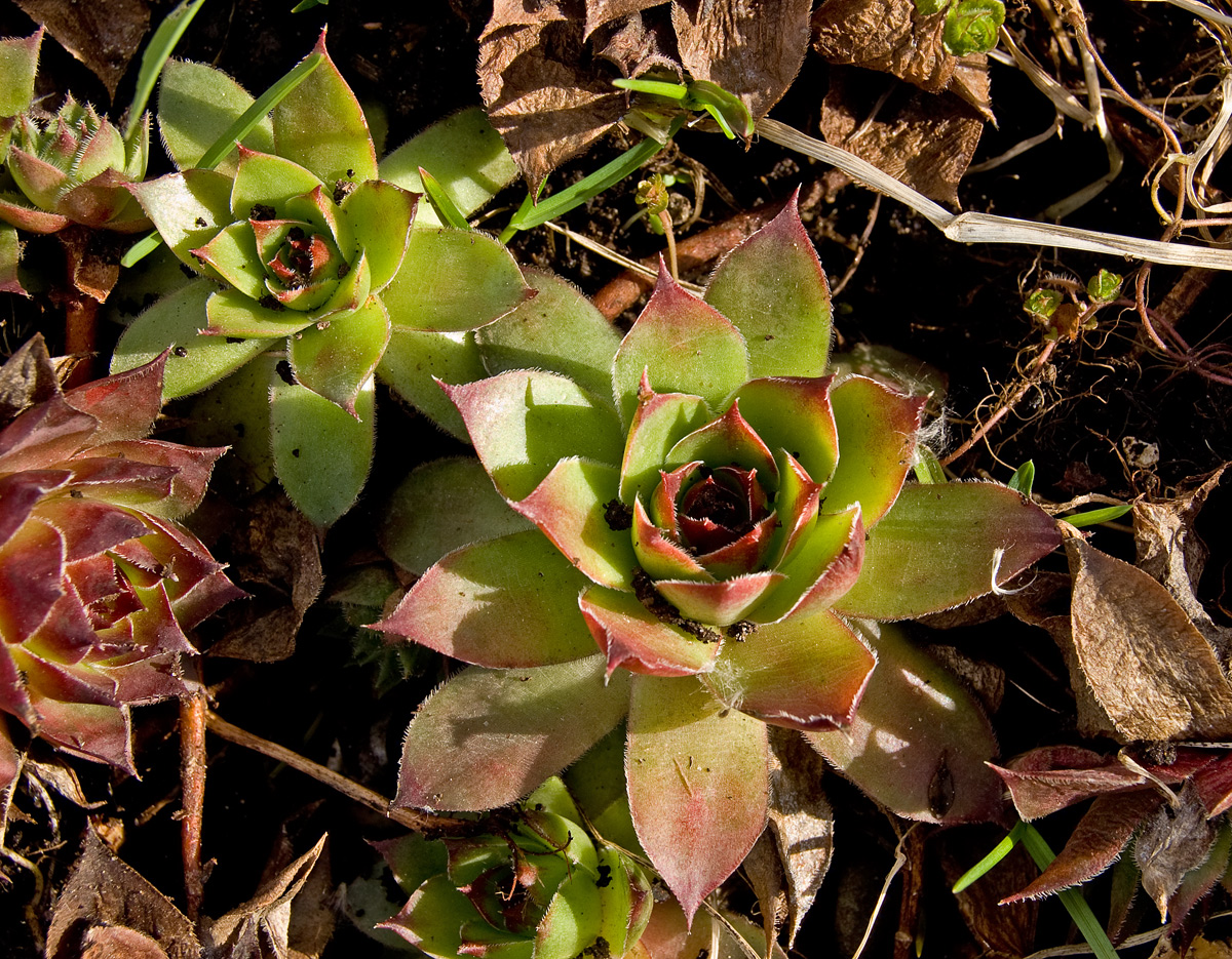 Изображение особи род Sempervivum.