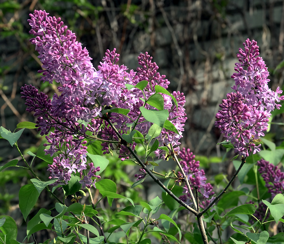 Image of Syringa vulgaris specimen.