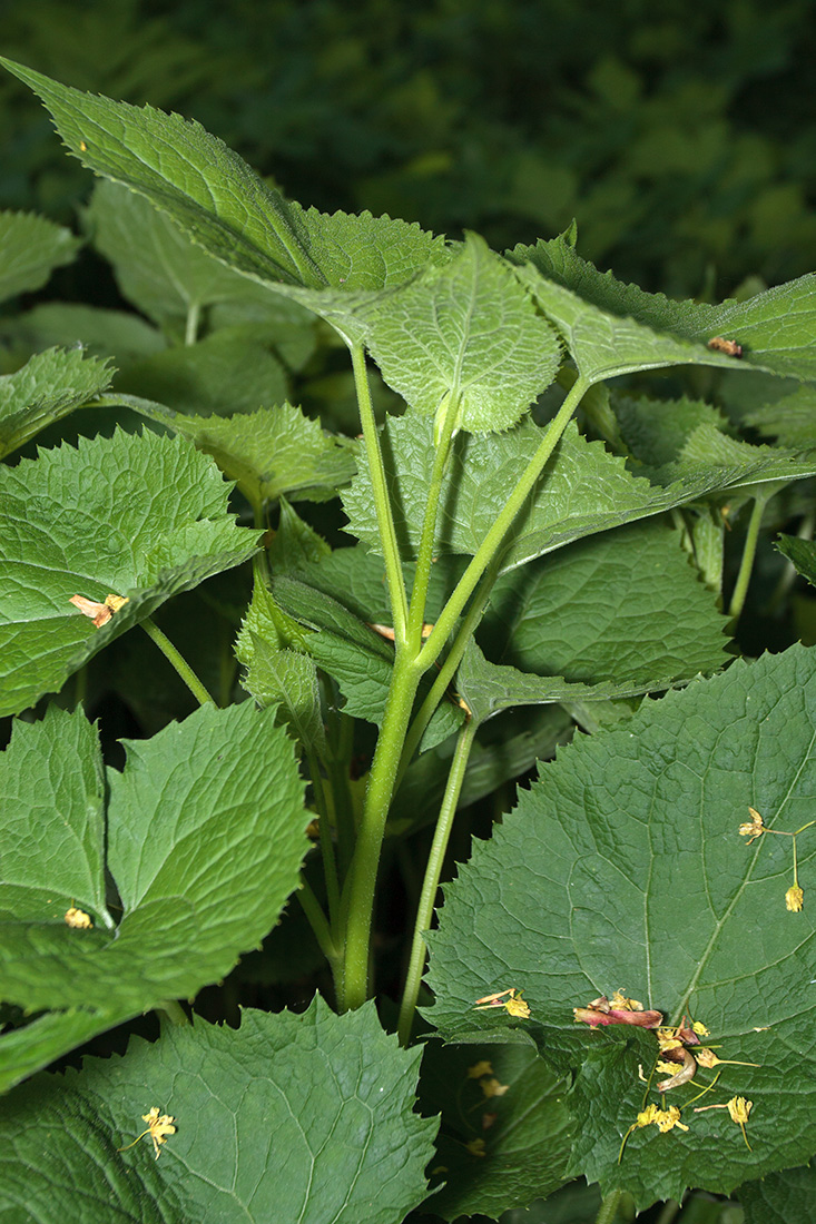 Изображение особи Lunaria rediviva.