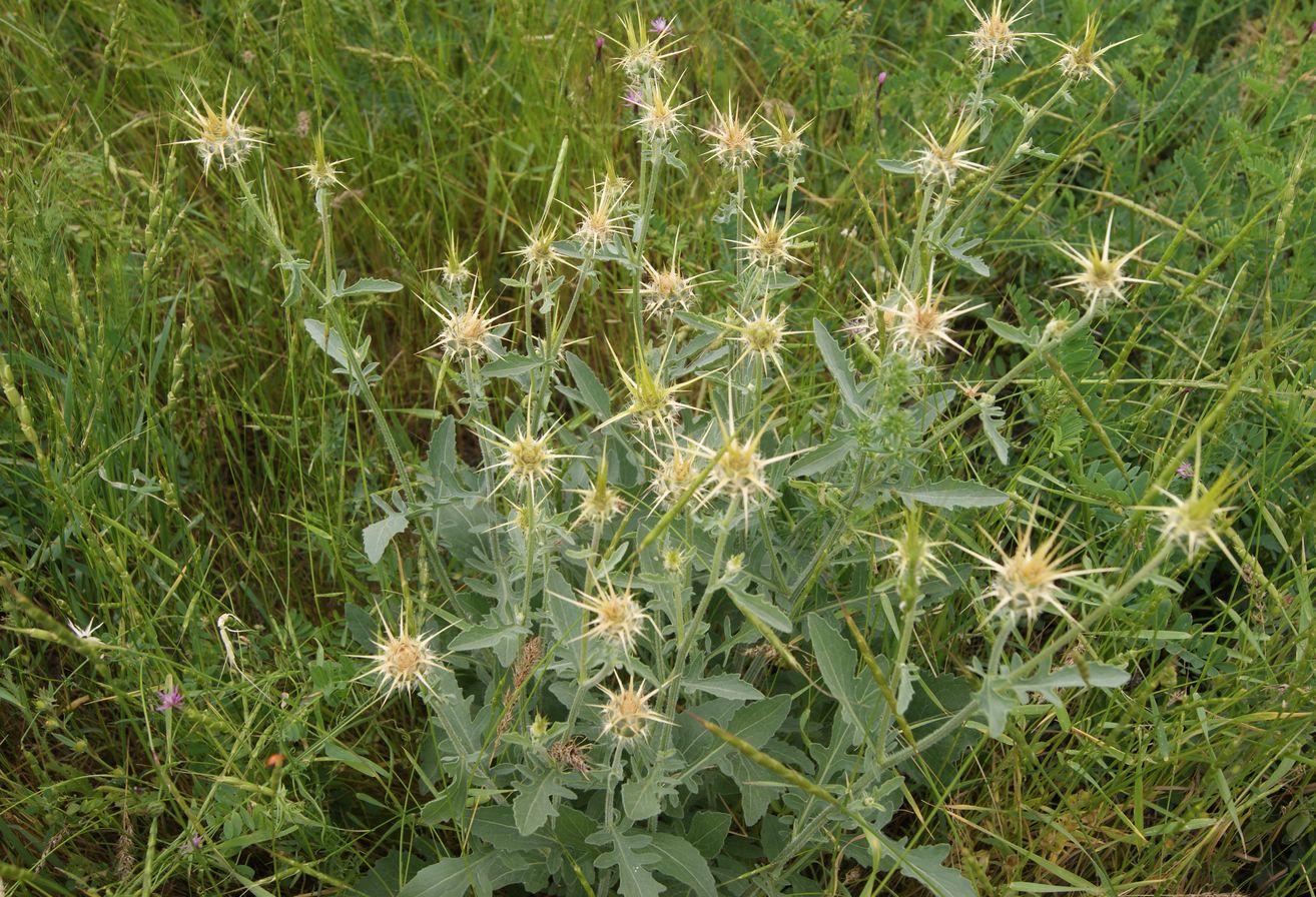 Изображение особи Centaurea sosnovskyi.