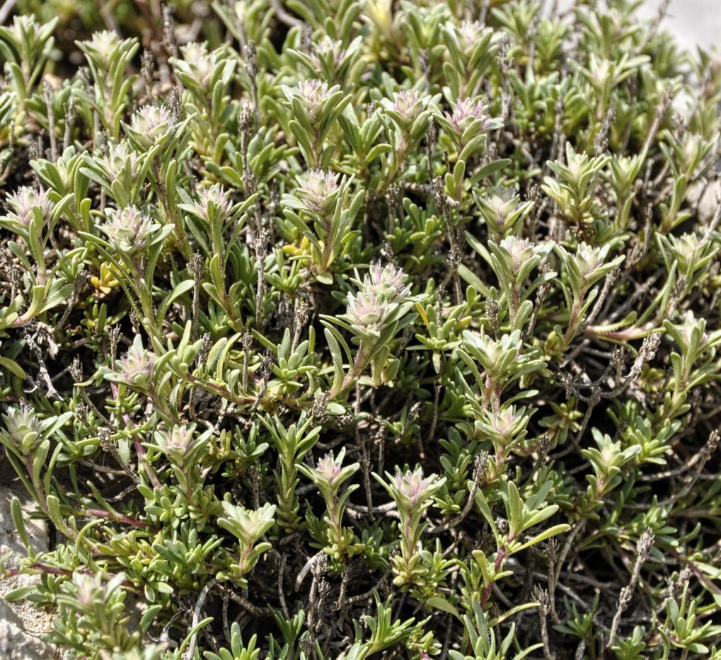 Image of Thymus atticus specimen.