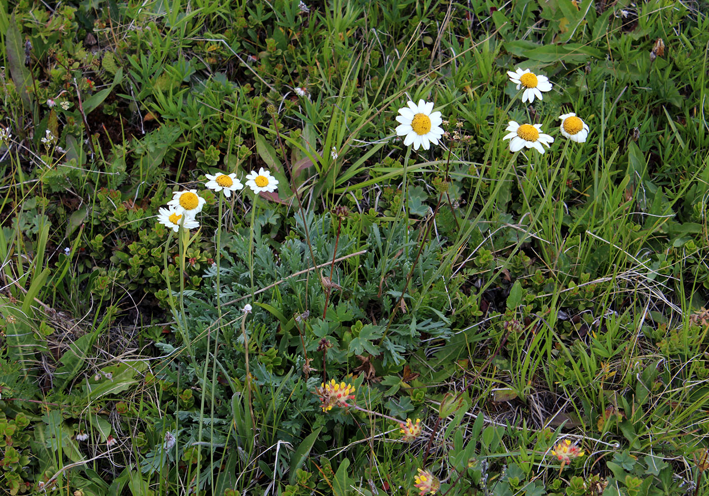 Image of Anthemis saportana specimen.