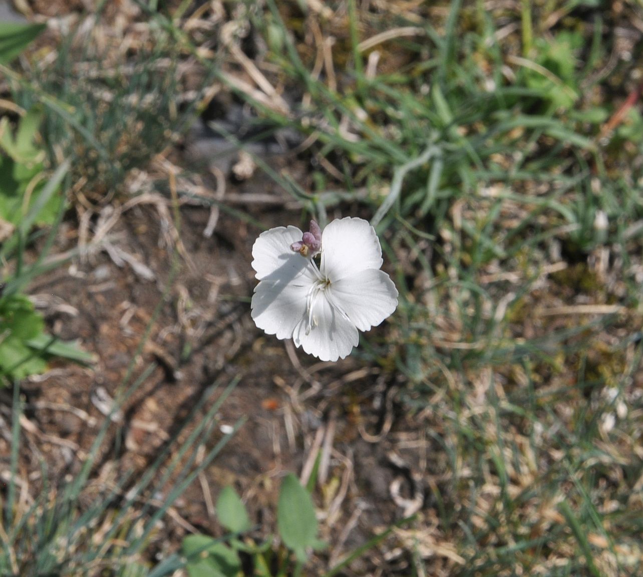 Image of genus Dianthus specimen.