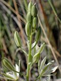 Ornithogalum narbonense. Верхняя часть соцветия. Греция, Эгейское море, о. Парос, окр. г. Продромос, Византийская тропа; рядом с туристической пешеходной дорогой. 23.04.2018.