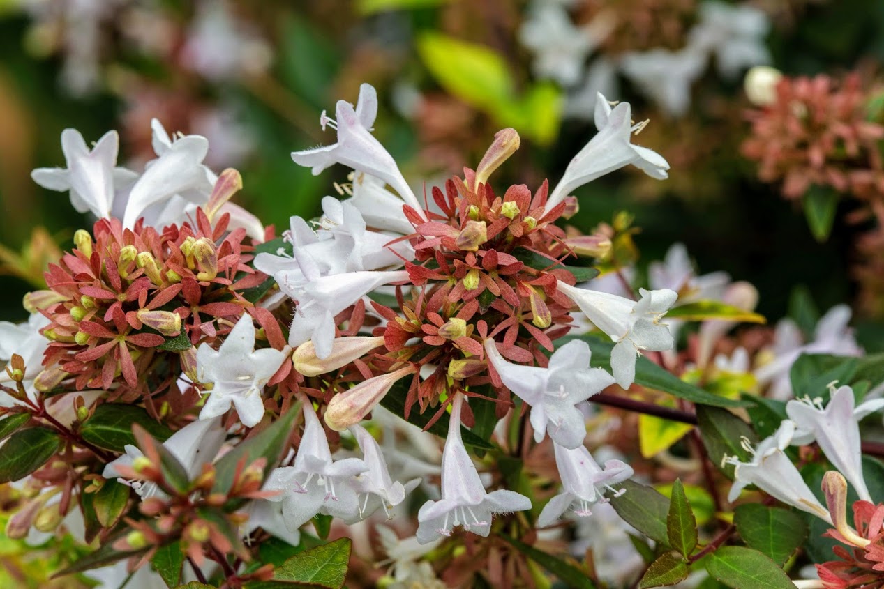 Image of Abelia &times; grandiflora specimen.