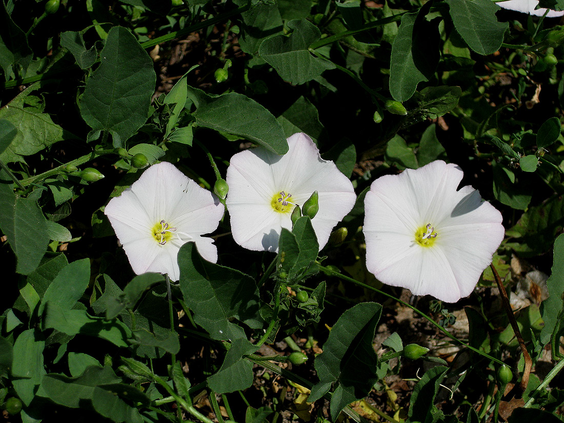 Image of Convolvulus arvensis specimen.