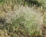 Gypsophila paniculata. Цветущее растение. Дагестан, Кумторкалинский р-н, бархан Сарыкум, закреплённые пески. 31 мая 2019 г.