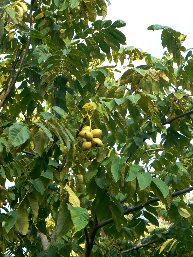 Image of Juglans mandshurica specimen.