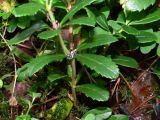 Chimaphila umbellata