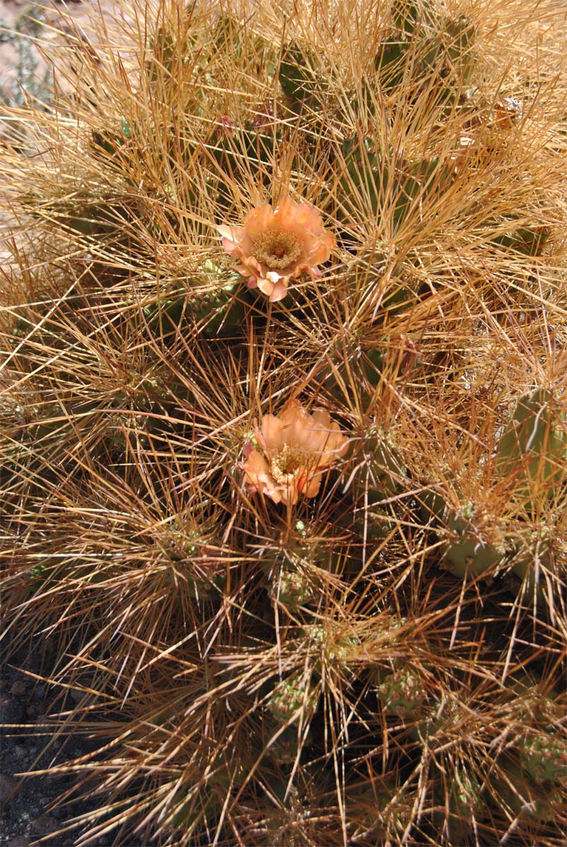 Изображение особи Cumulopuntia boliviana.