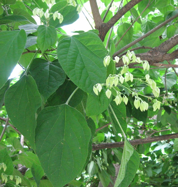 Image of Clerodendrum trichotomum specimen.