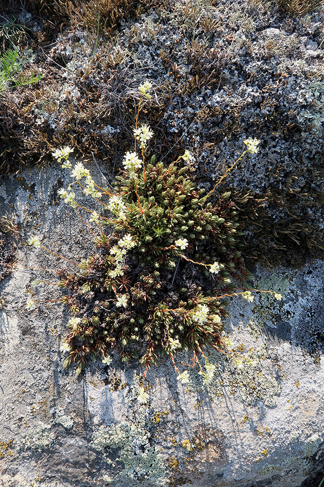 Изображение особи род Saxifraga.