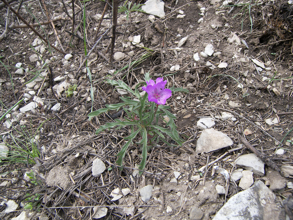 Image of Geranium tuberosum specimen.