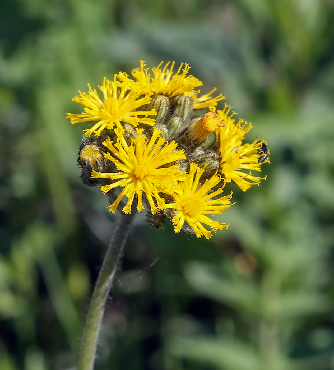 Image of genus Pilosella specimen.