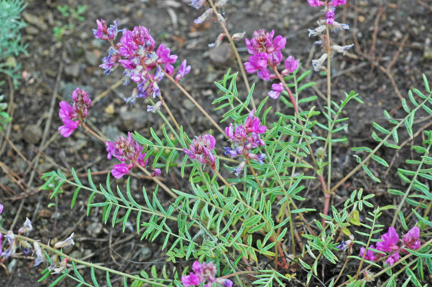 Image of Oxytropis floribunda specimen.