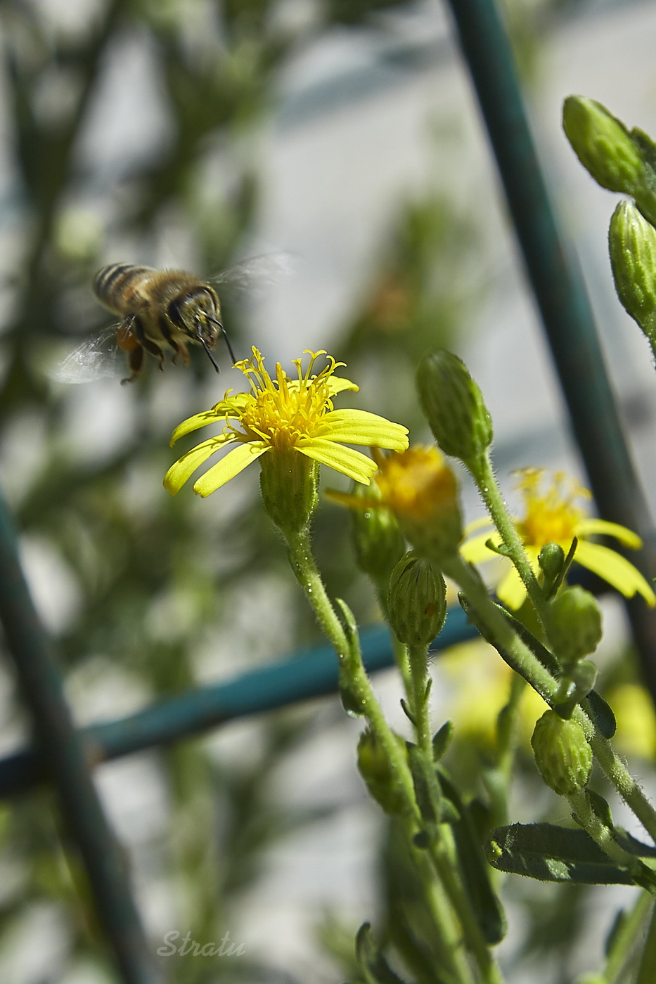 Изображение особи Senecio grandidentatus.