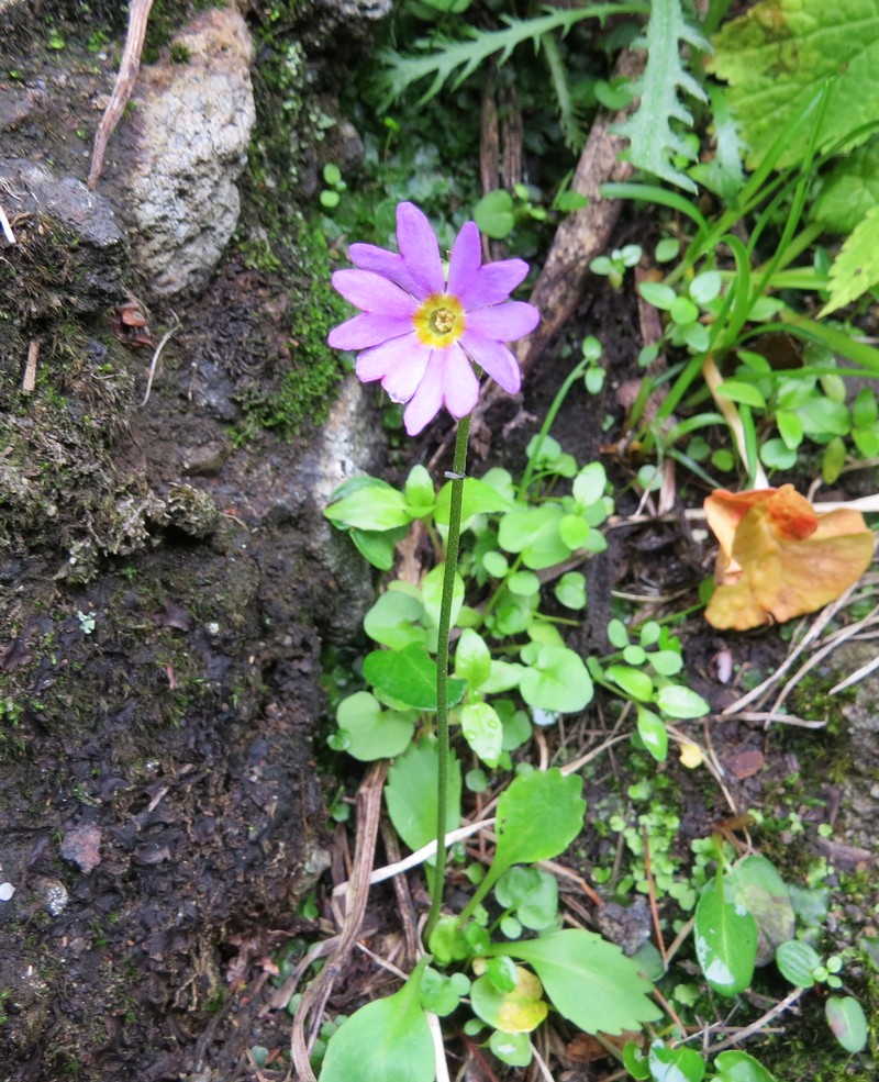 Image of Primula cuneifolia specimen.