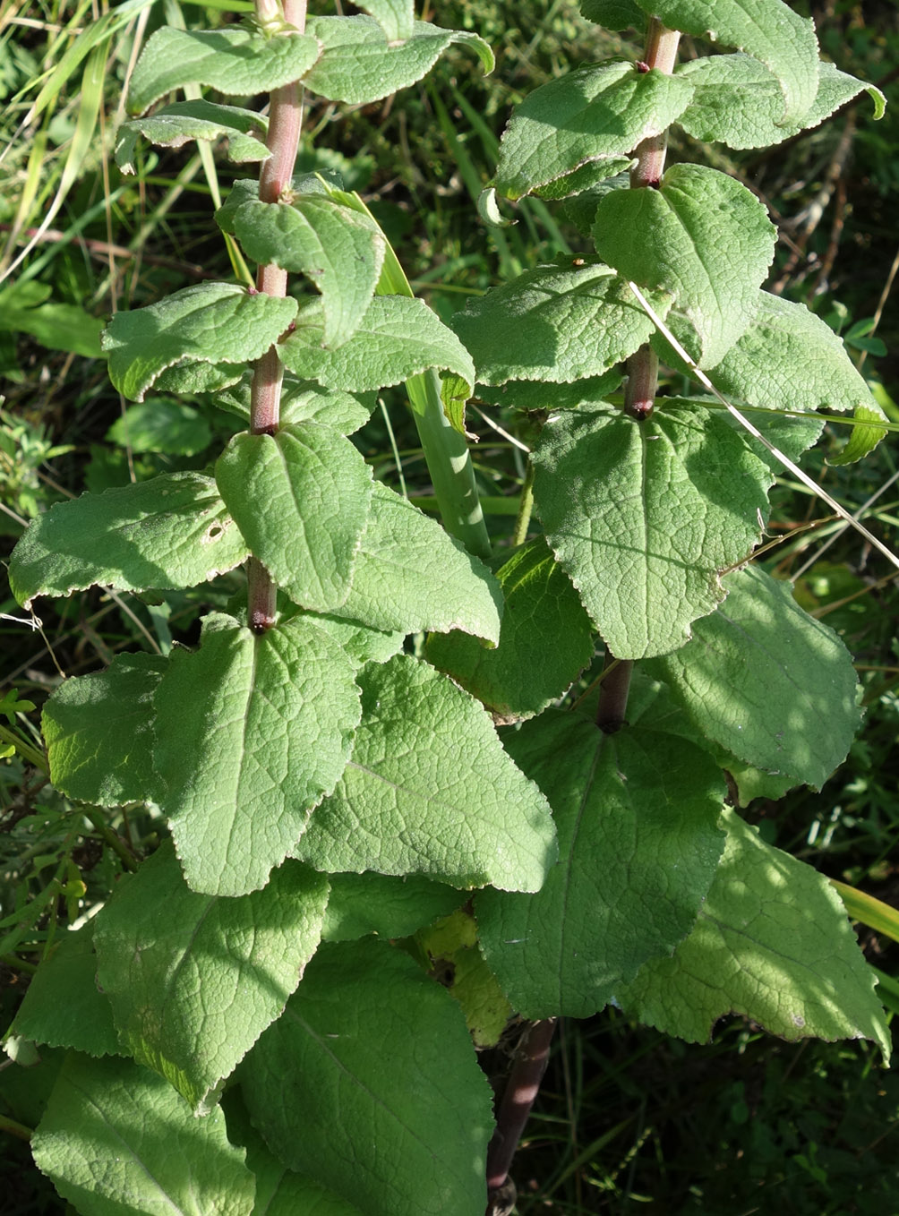 Image of Campanula cephalotes specimen.