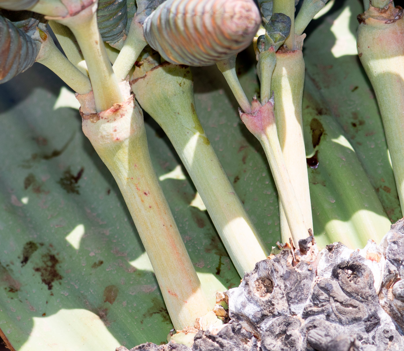 Изображение особи Welwitschia mirabilis.