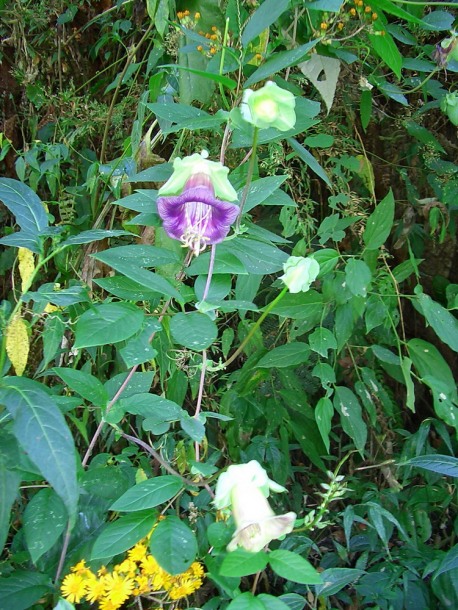 Image of Cobaea scandens specimen.