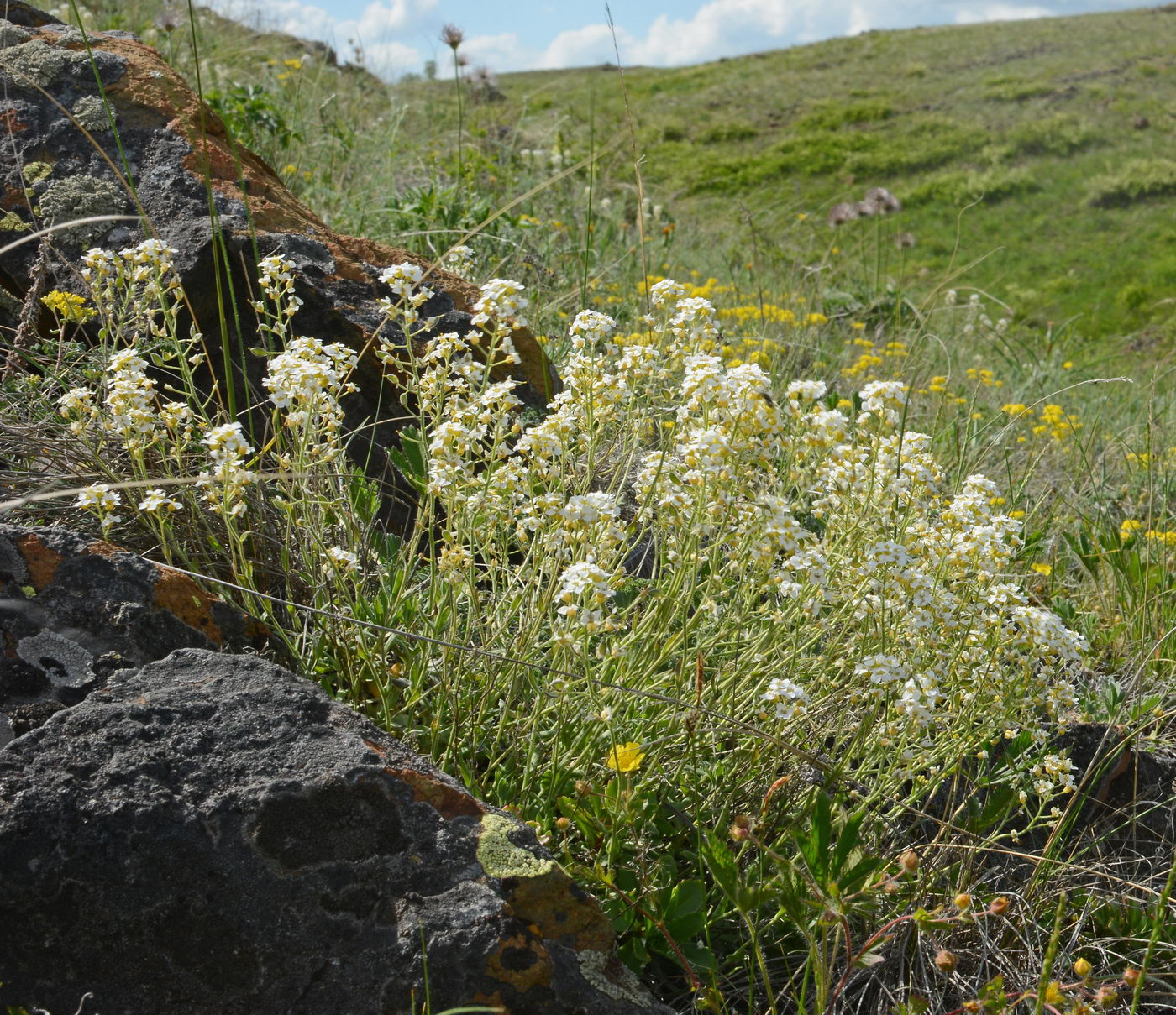 Изображение особи Schivereckia podolica.