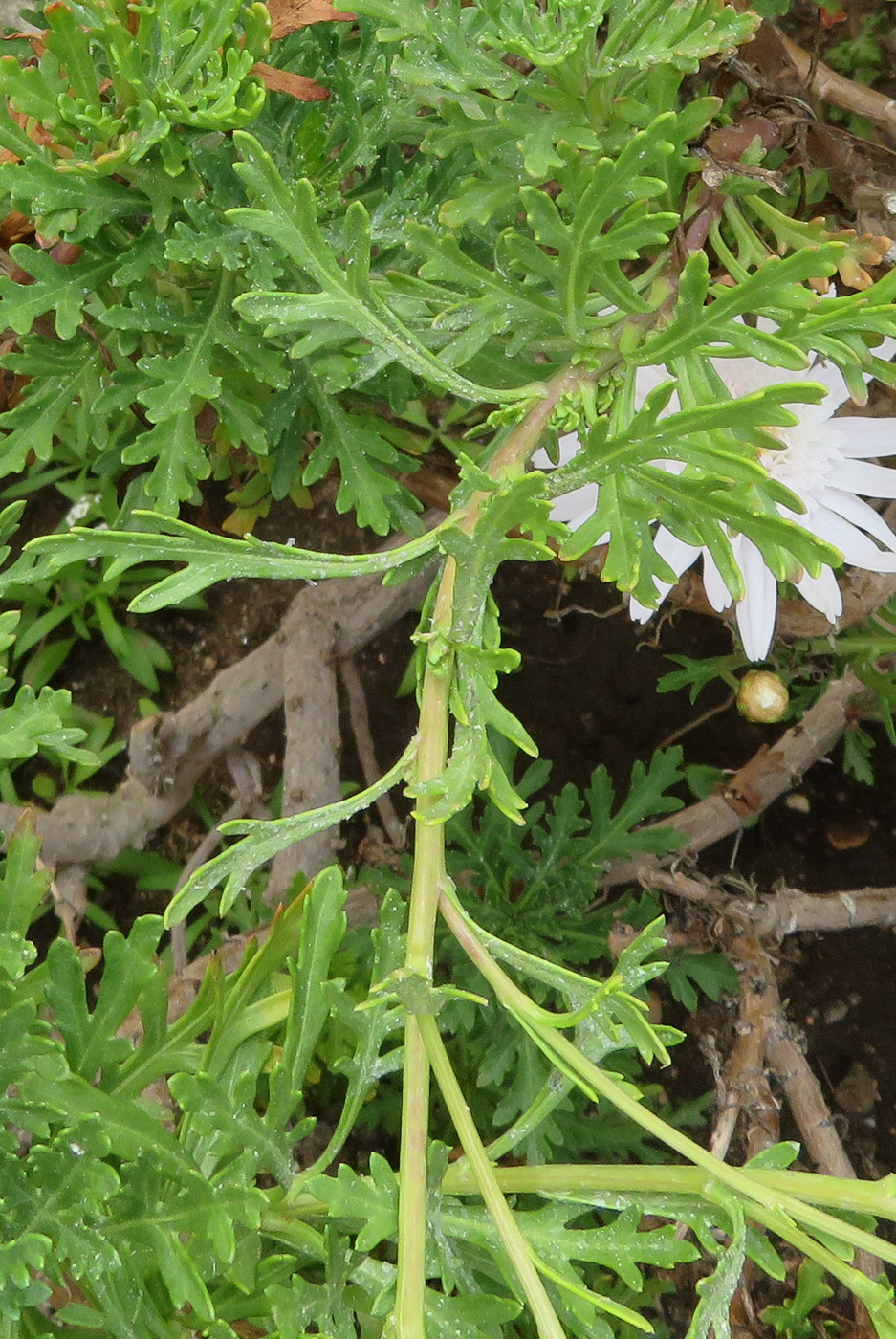 Image of Argyranthemum frutescens specimen.