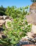 Euphorbia stricta. Верхушка плодоносящего растения. Краснодарский край, Абинский р-н, окр. станицы Эриванская, каменистый берег р. Абин. 09.08.2015.