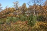 Juniperus niemannii. Вегетирующие растения в сырой ложбине. Мурманск, Горелая сопка, ерниково-вороничная берёзовая лесотундра, участок с высокой проточностью между двумя осоковыми болотцами. 21.09.2020.