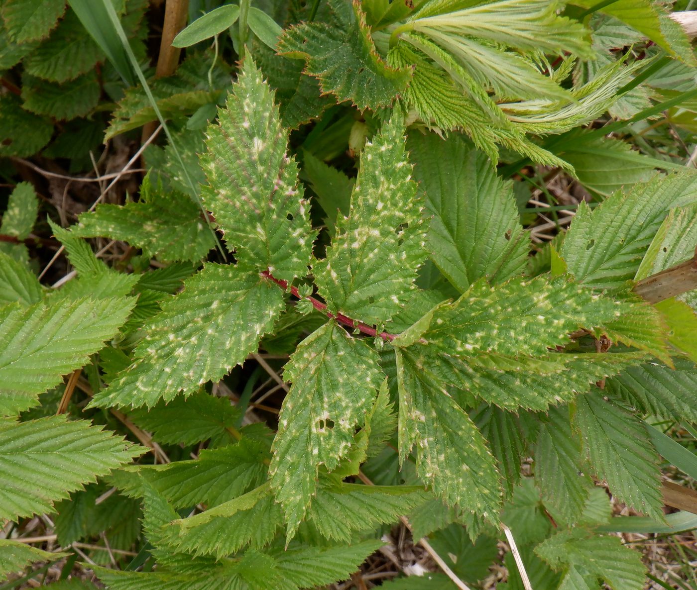 Image of Filipendula ulmaria specimen.