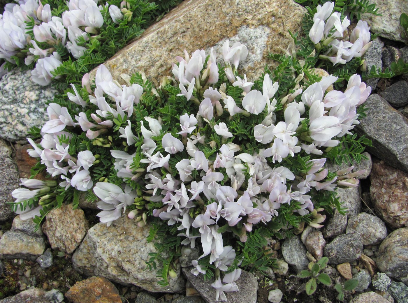 Image of Astragalus levieri specimen.