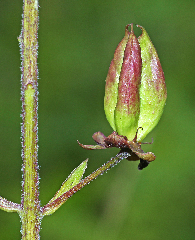 Image of Veratrum maackii specimen.