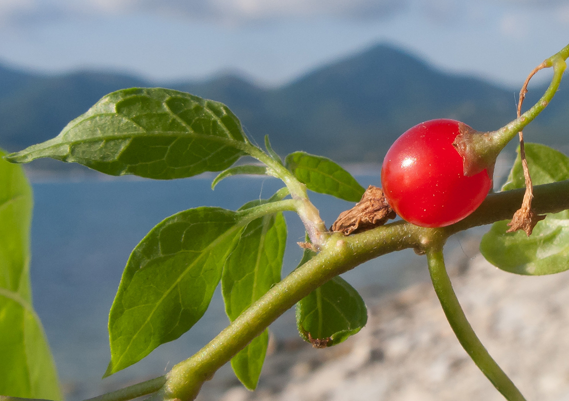 Изображение особи Solanum persicum.