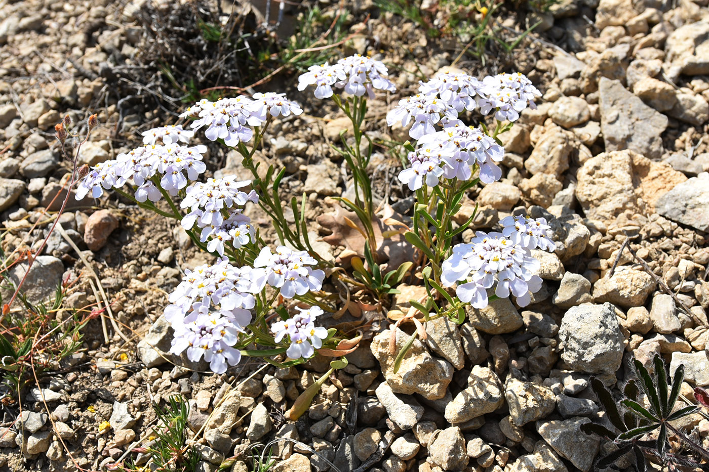 Image of Iberis simplex specimen.