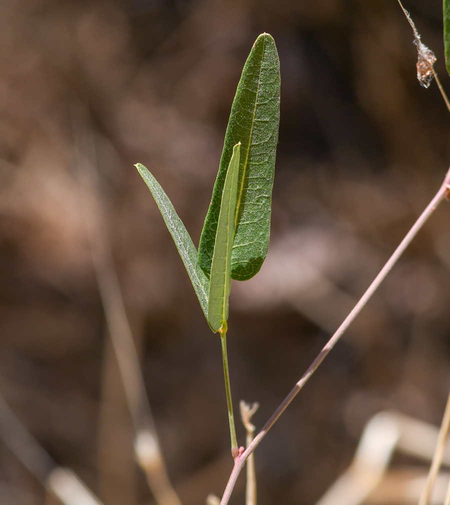 Image of Hardenbergia comptoniana specimen.