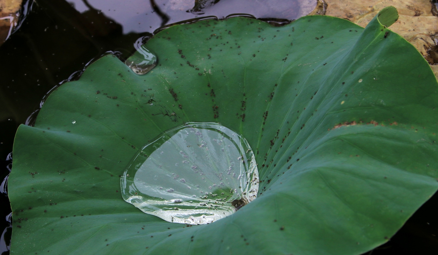 Image of Nelumbo komarovii specimen.