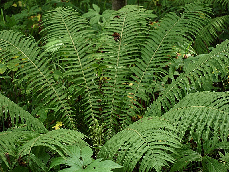 Image of Matteuccia struthiopteris specimen.