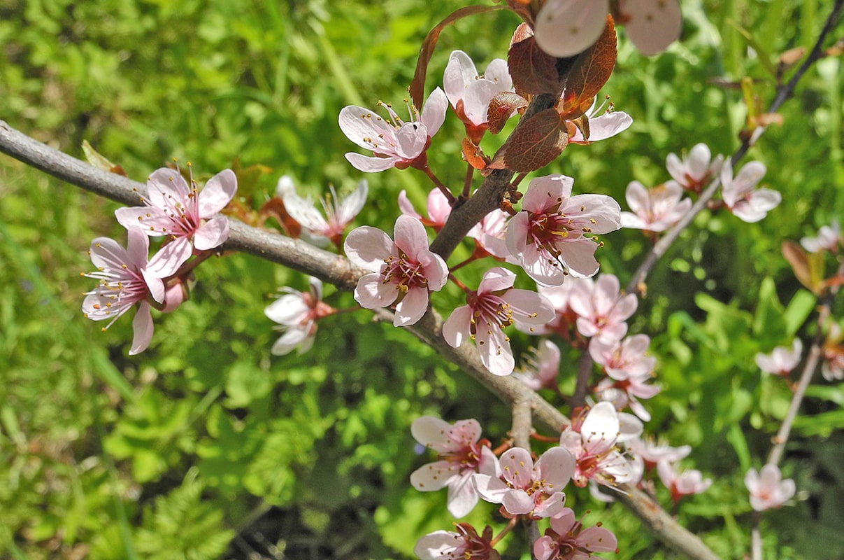 Image of Prunus spinosa specimen.