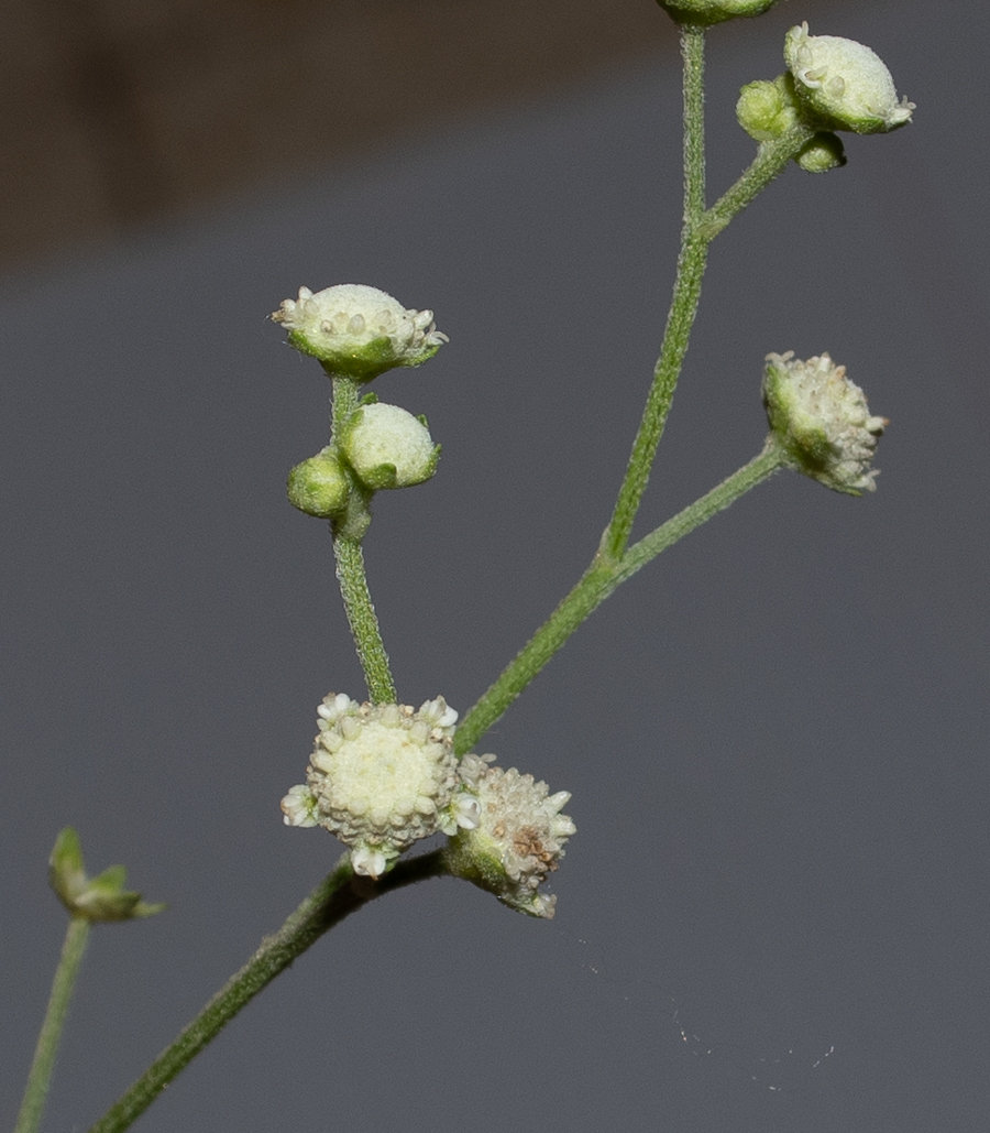 Image of Parthenium hysterophorus specimen.