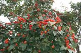 genus Sorbus. Плоды и листья. Краснодарский край, г. Краснодар, парк \"Краснодар\". 15.10.2021.