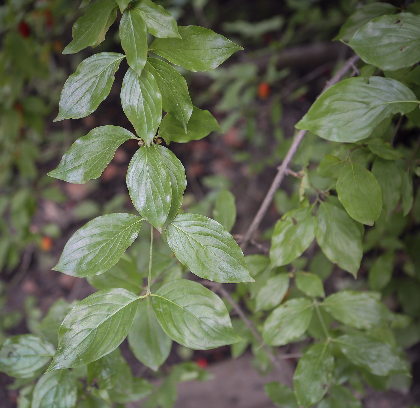 Image of Cornus mas specimen.