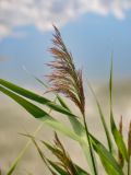 Phragmites australis. Верхушка побега с соцветием. Алтайский край, Мамонтовский р-н, с. Мамонтово, берег оз. Большое Островное, топкий участок берега у воды. 26.06.2021.