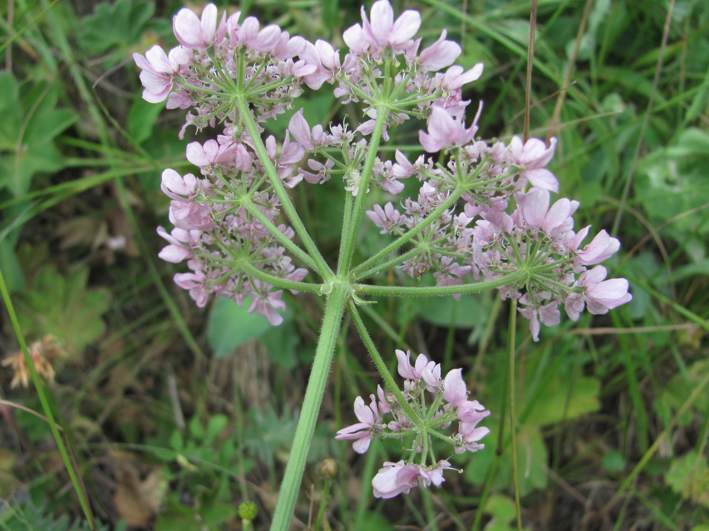 Image of Heracleum roseum specimen.