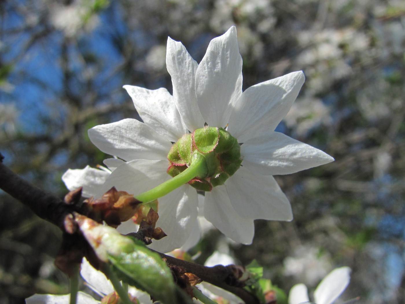 Изображение особи Prunus cerasifera.